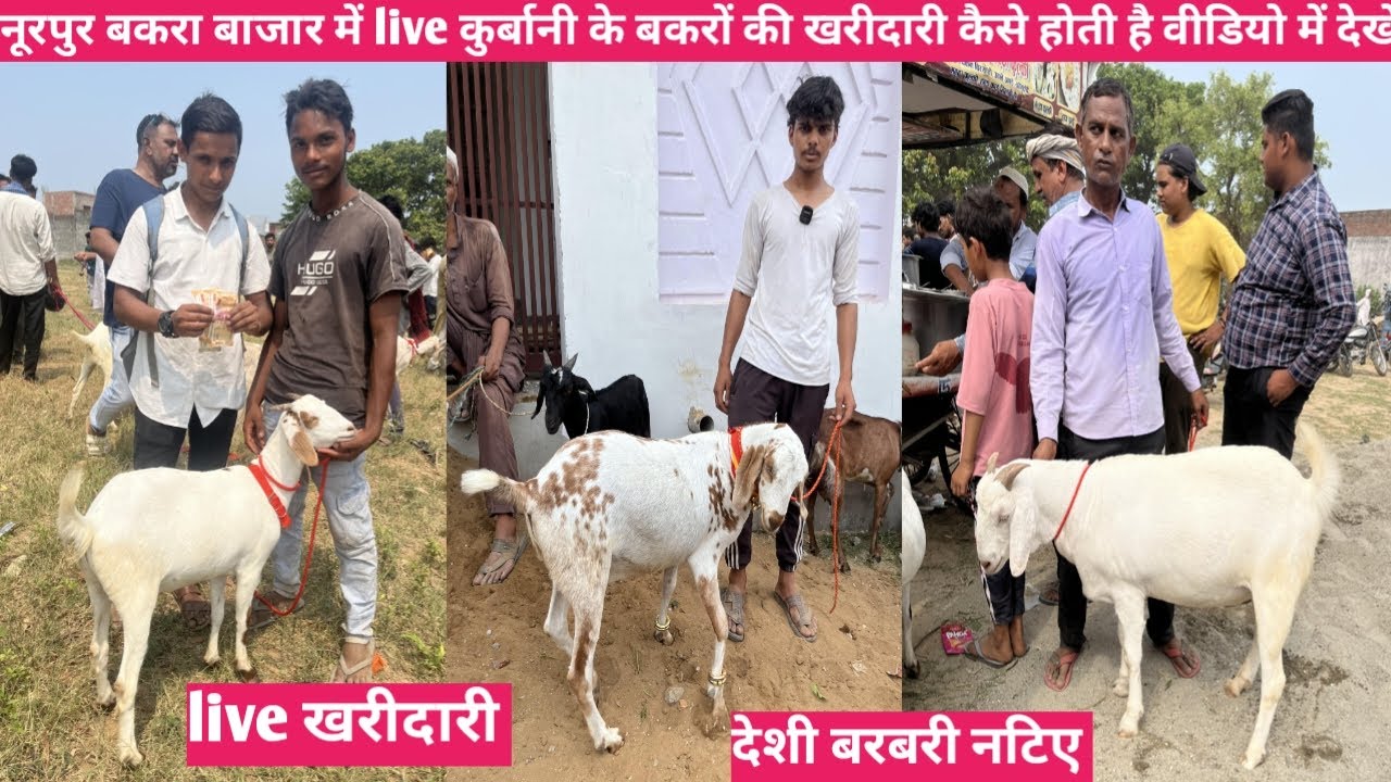 नूरपुर बकरा बाजार में कुर्बानी के बकरे की लाइव खरीदारी का वीडियो || कुर्बानी की देसी बराबरी नटिये