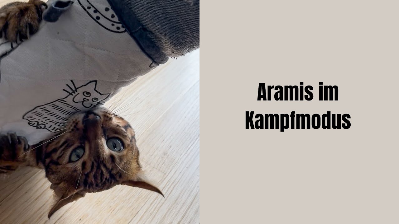 Aramis im Kampfmodus #katze #katzenvideos #katzenaufyoutube #bengalkatze #katzen 