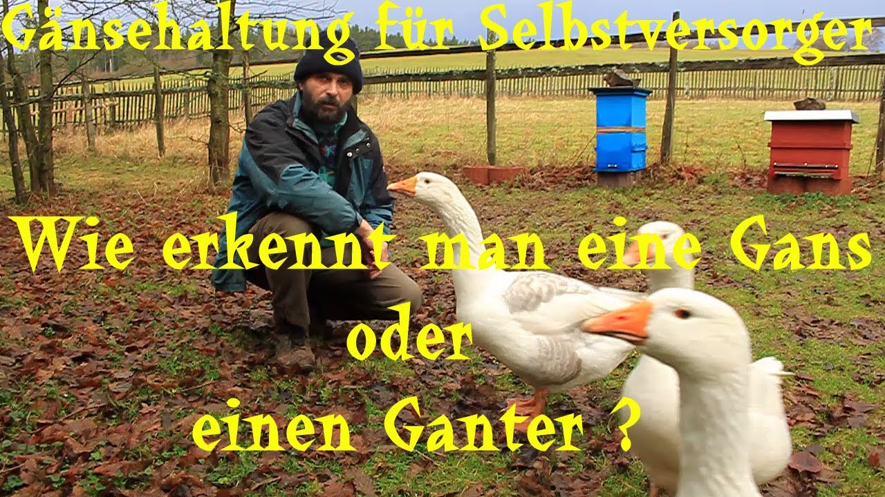 Gänsehaltung für Selbstversorger/ Wie erkennt man eine Gans oder einen Ganter?