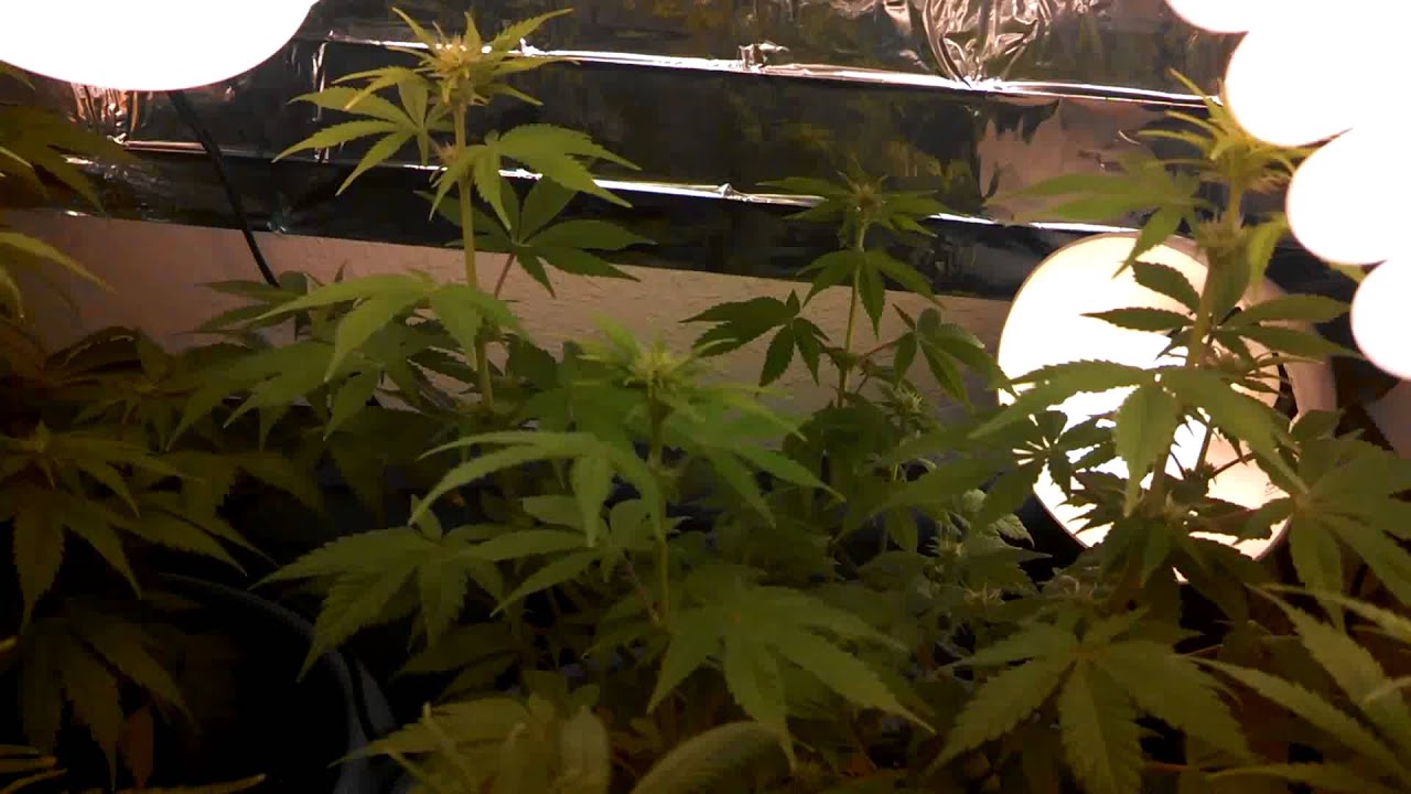 Cfl Grow Week 2 flowering