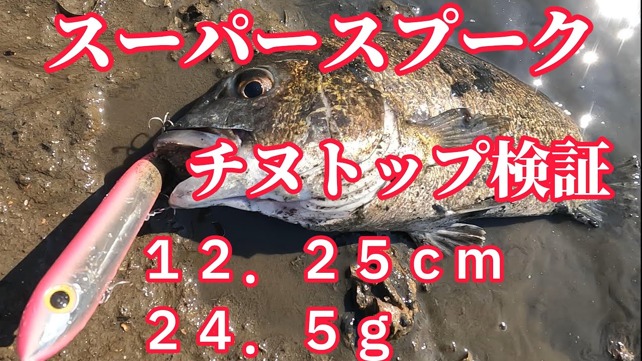 スーパースプークのオリジナルサイズがチヌ釣れすぎる。チヌトップ＝小さいトップの固定概念を突破する巨大ペンシル動画。デカく見えるのは気のせいであることが分かる。
