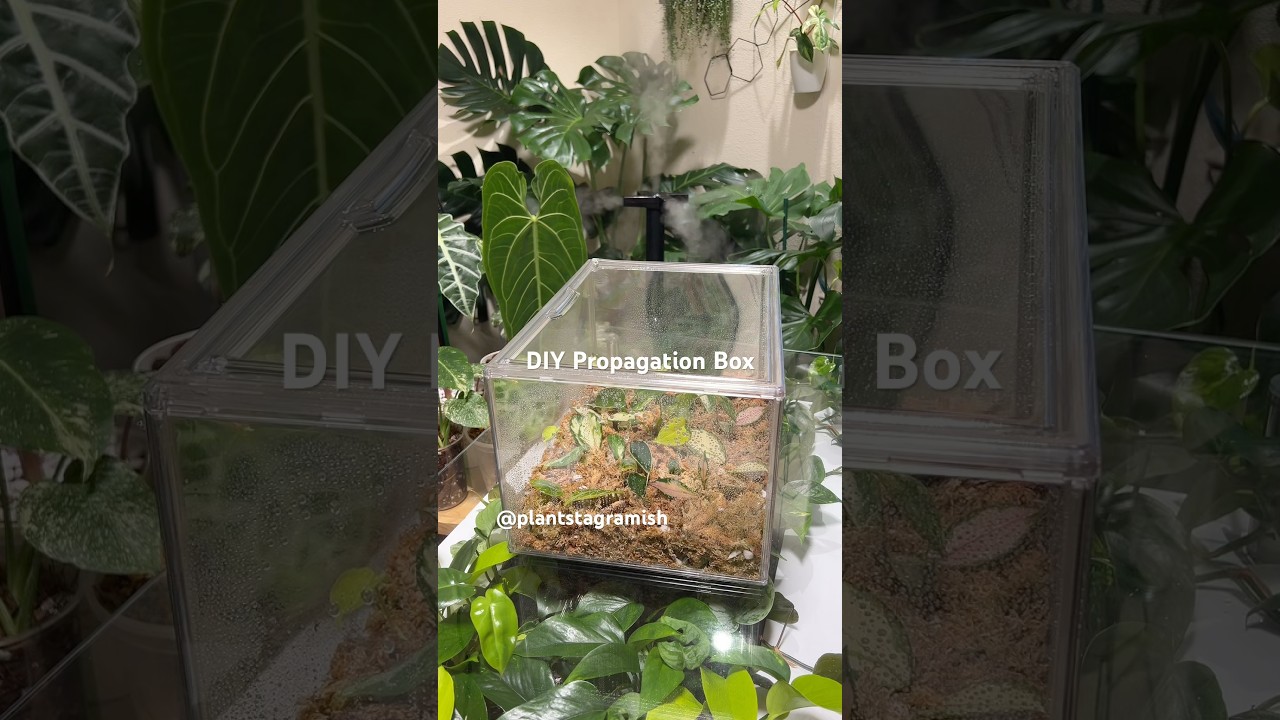 DIY Propagation Box - Links in bio - #plants #houseplants #explore #propagation #diy
