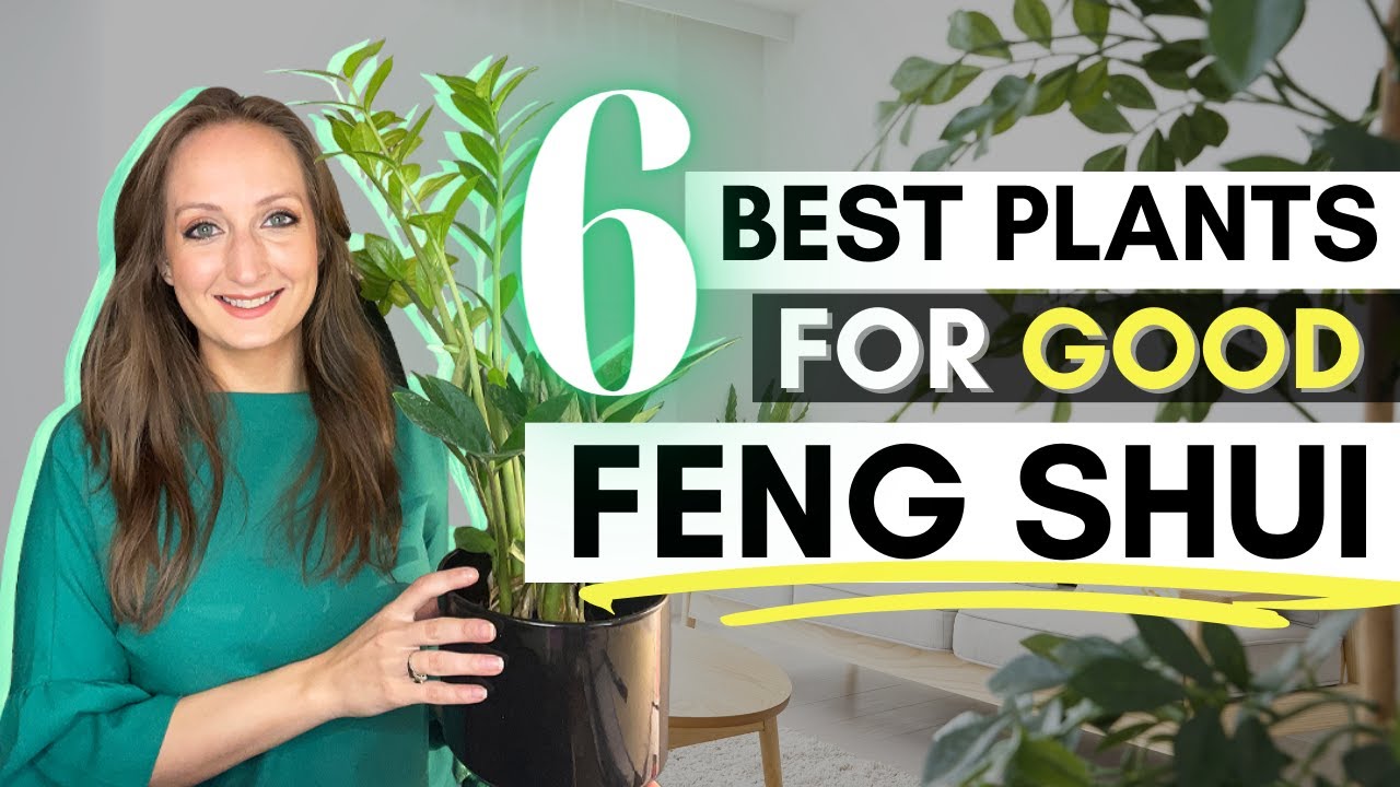 6 Best Feng Shui Plants for 2025 | Lucky House Plants for Health & Prosperity
