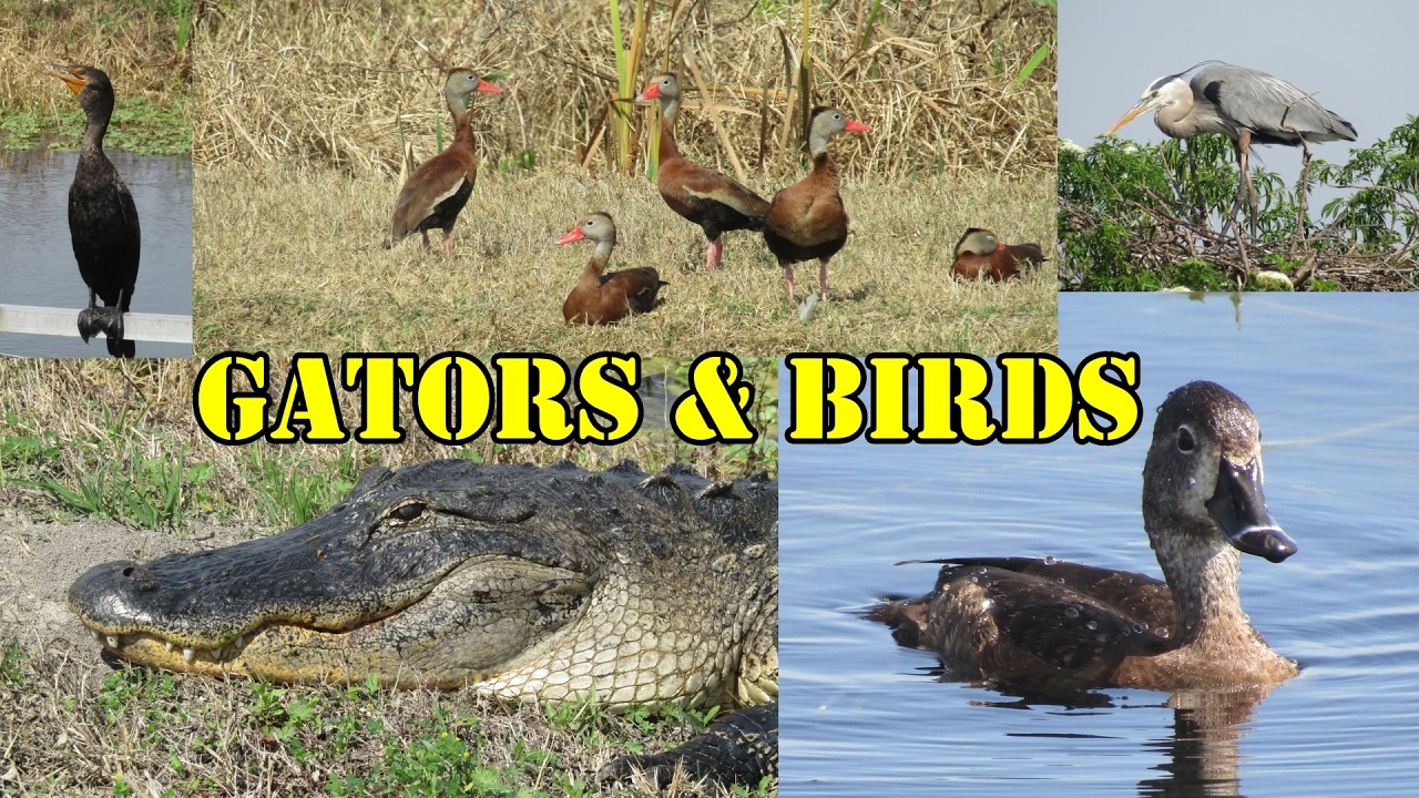 Gators and Birds: A Scenic Drive Through Lake Apopka, Florida’s Wildest Wetlands