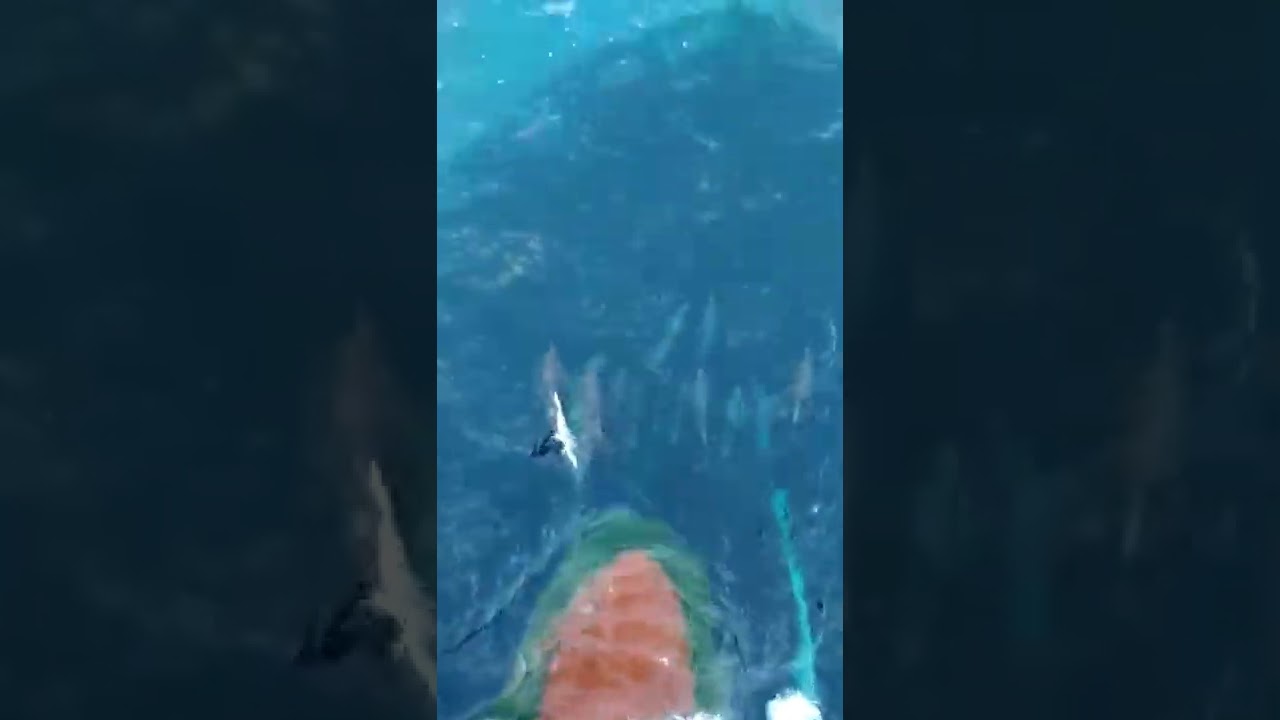 #dolphins #marinerlife