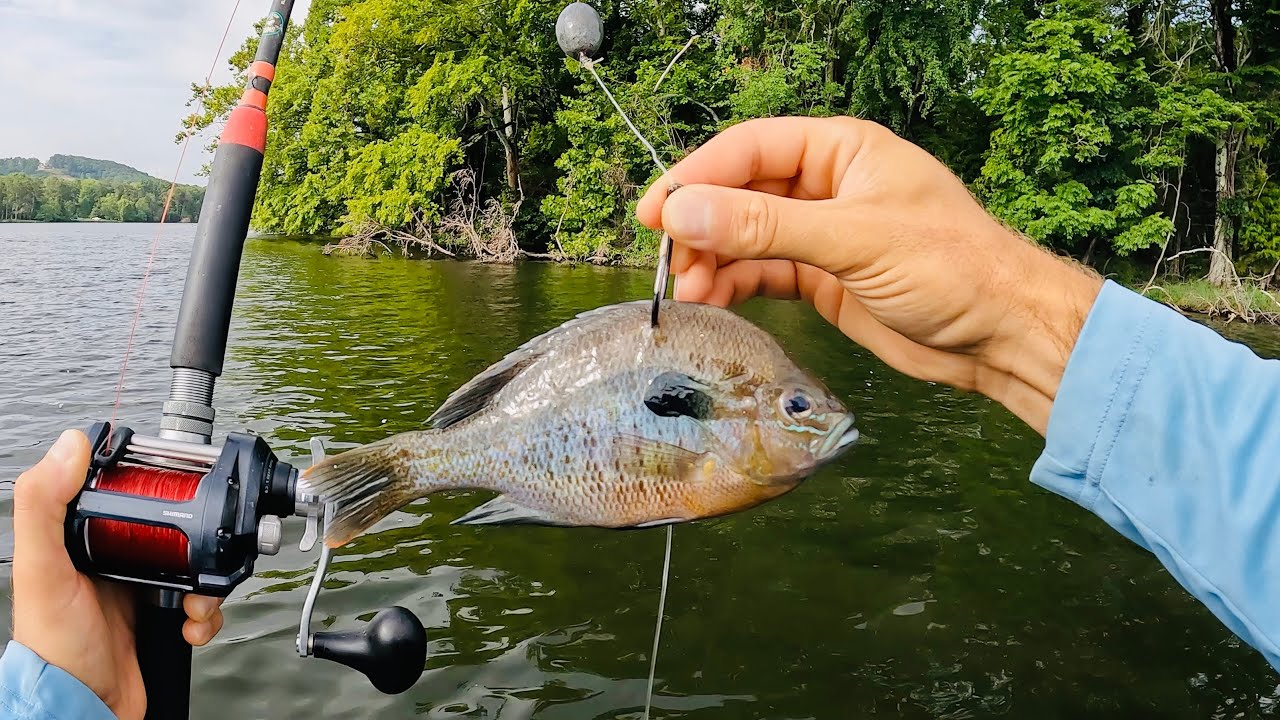 Shallow Water SLAUGHTER!!! So Many Catfish Were Stacked in This River