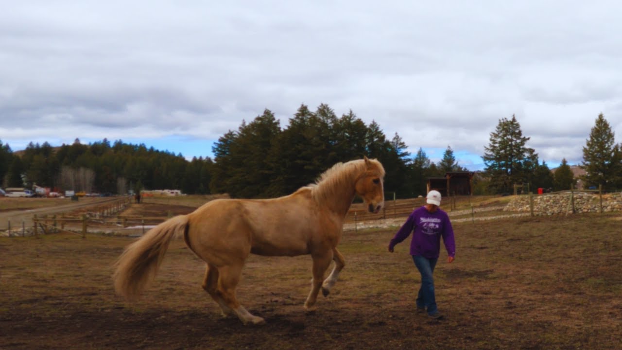 LIBERTY SESSION WITH A PLAYFUL, ENERGETIC HORSE