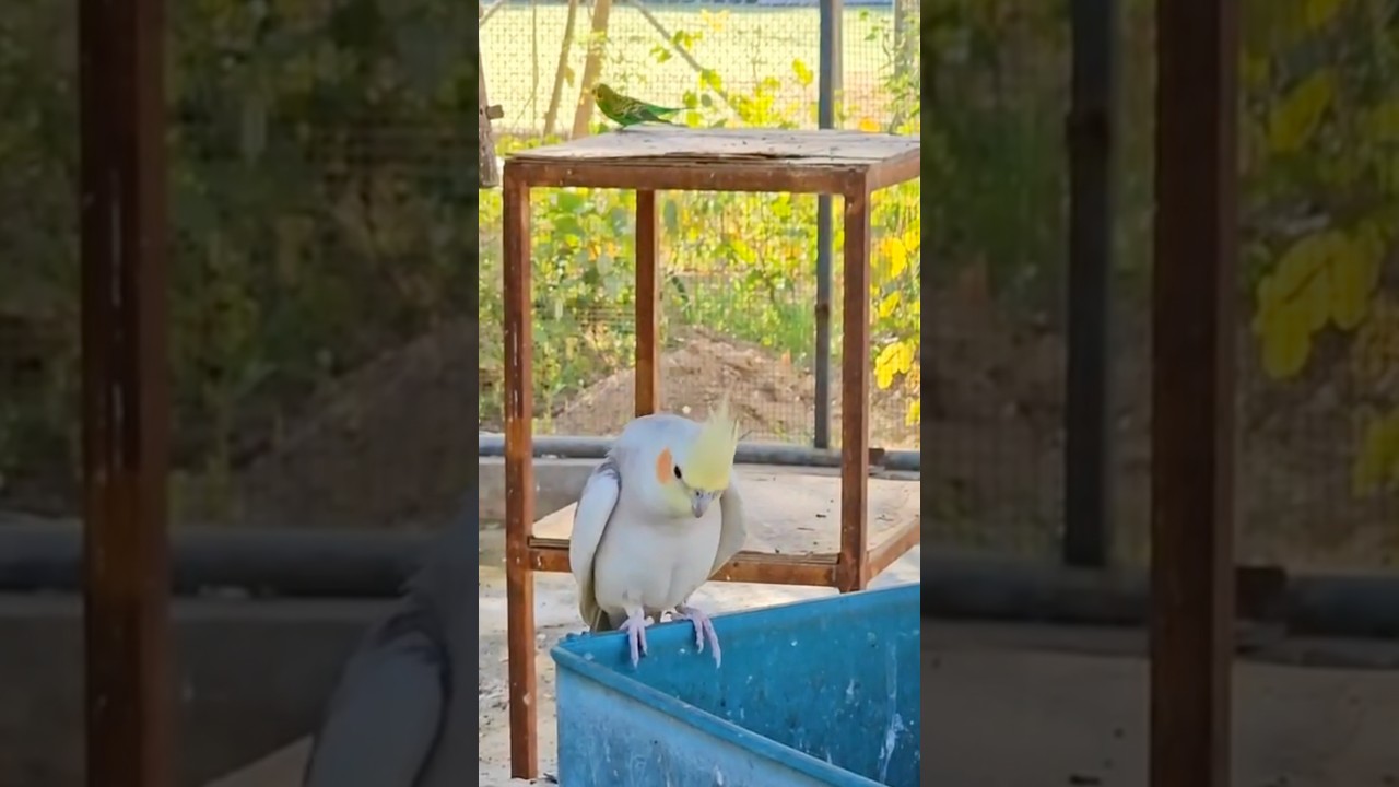Beautiful Aviary #birds #cockatiel #budgie #javasparrow #shorts