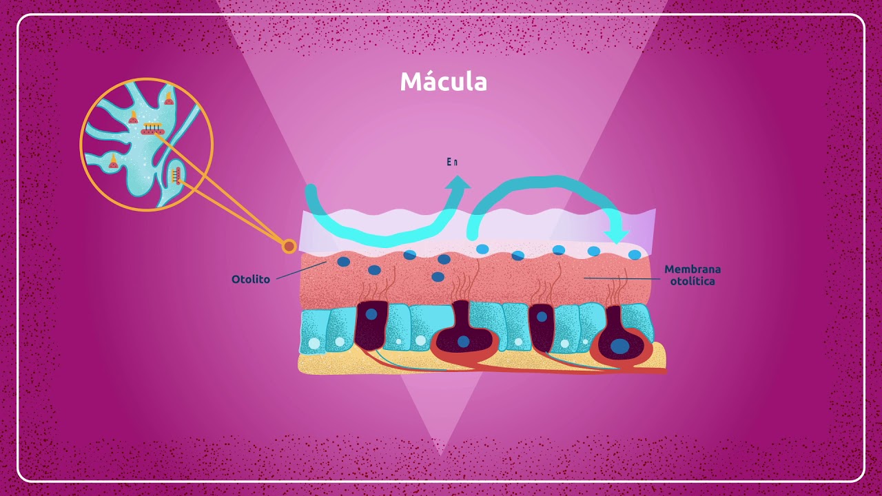 Histología del oído interno