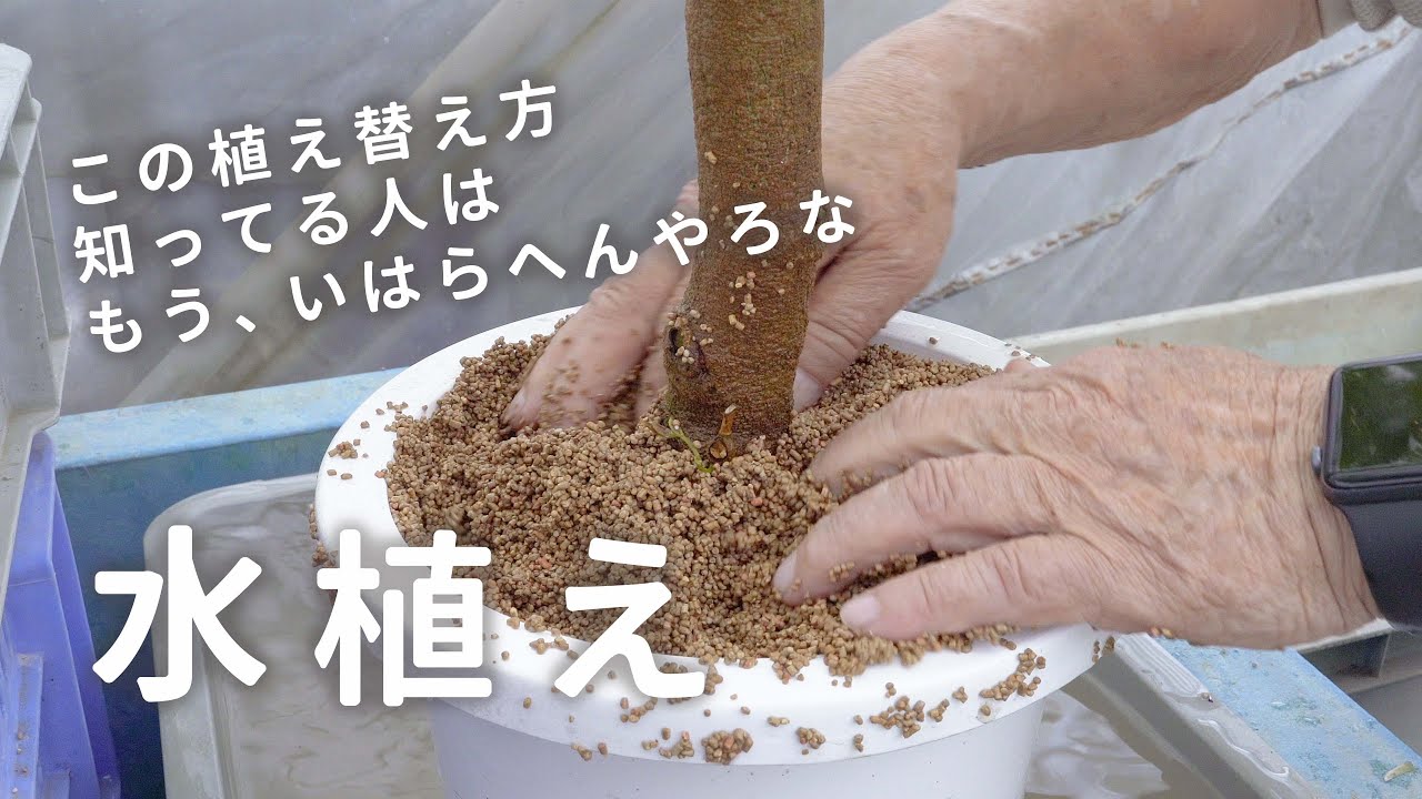 【レア】生産者さんの植え替えてもらったらとても珍しい方法でした【観葉植物ハウス】