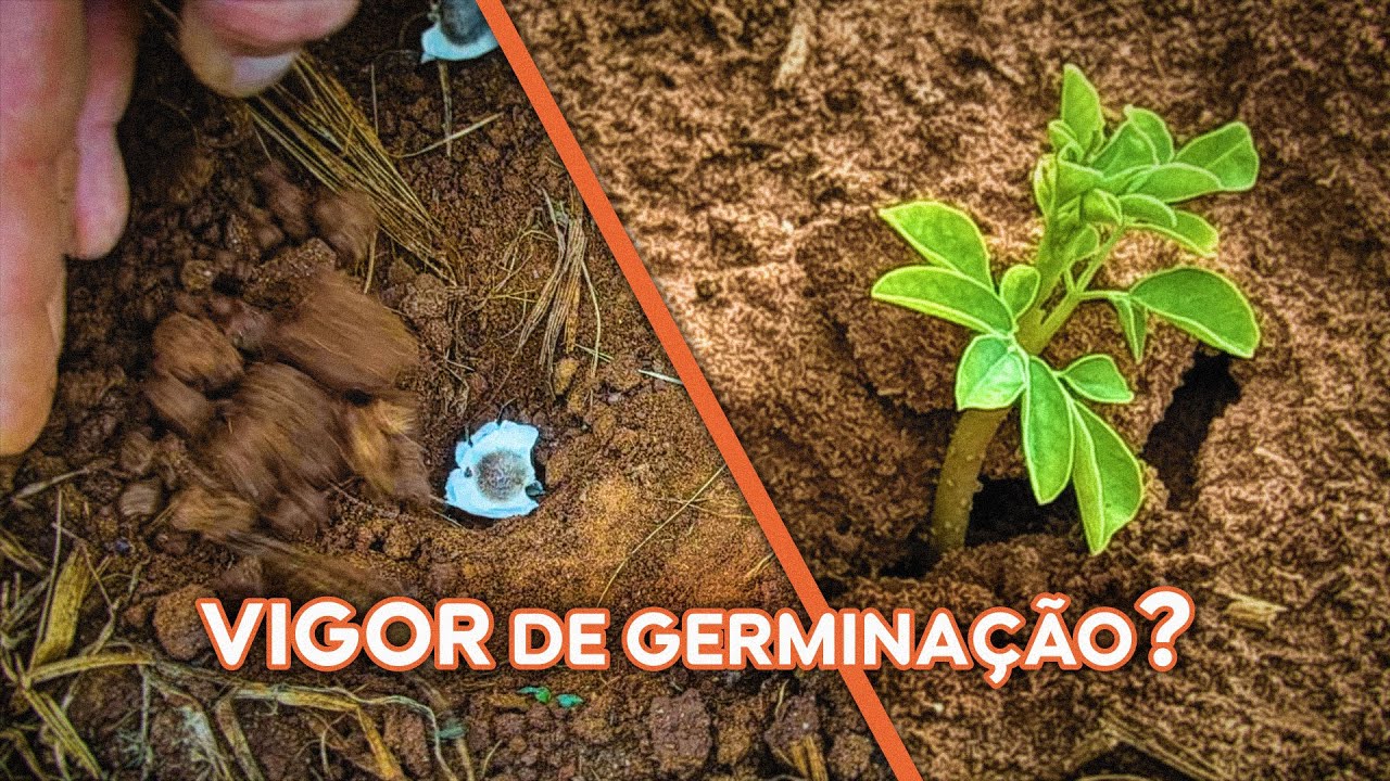 Tudo sobre o plantio da MORINGA através de SEMENTES