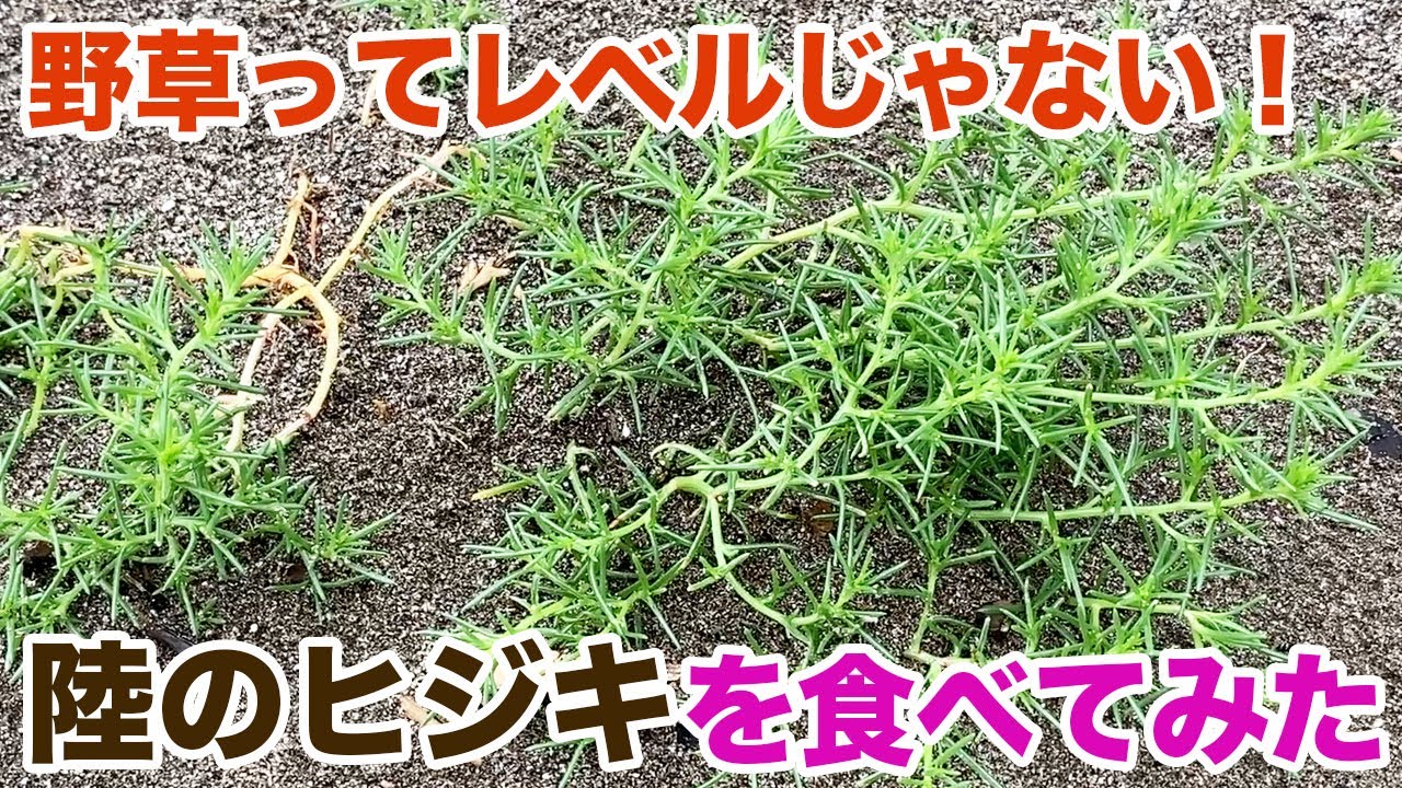 もはや野草ってレベルじゃない！陸のヒジキを食べてみた
