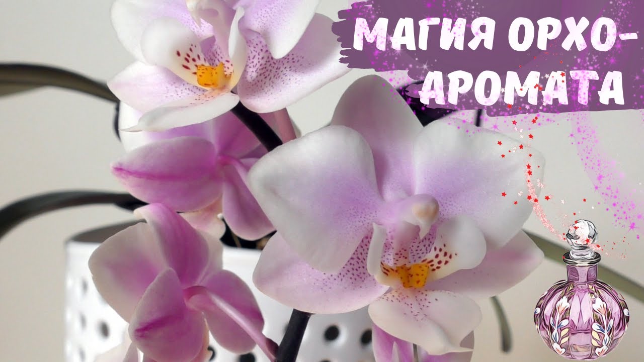 Парфюмерно-орхидейная миниатюра🌸Phalaenopsis Jiaho's Pink Girl.