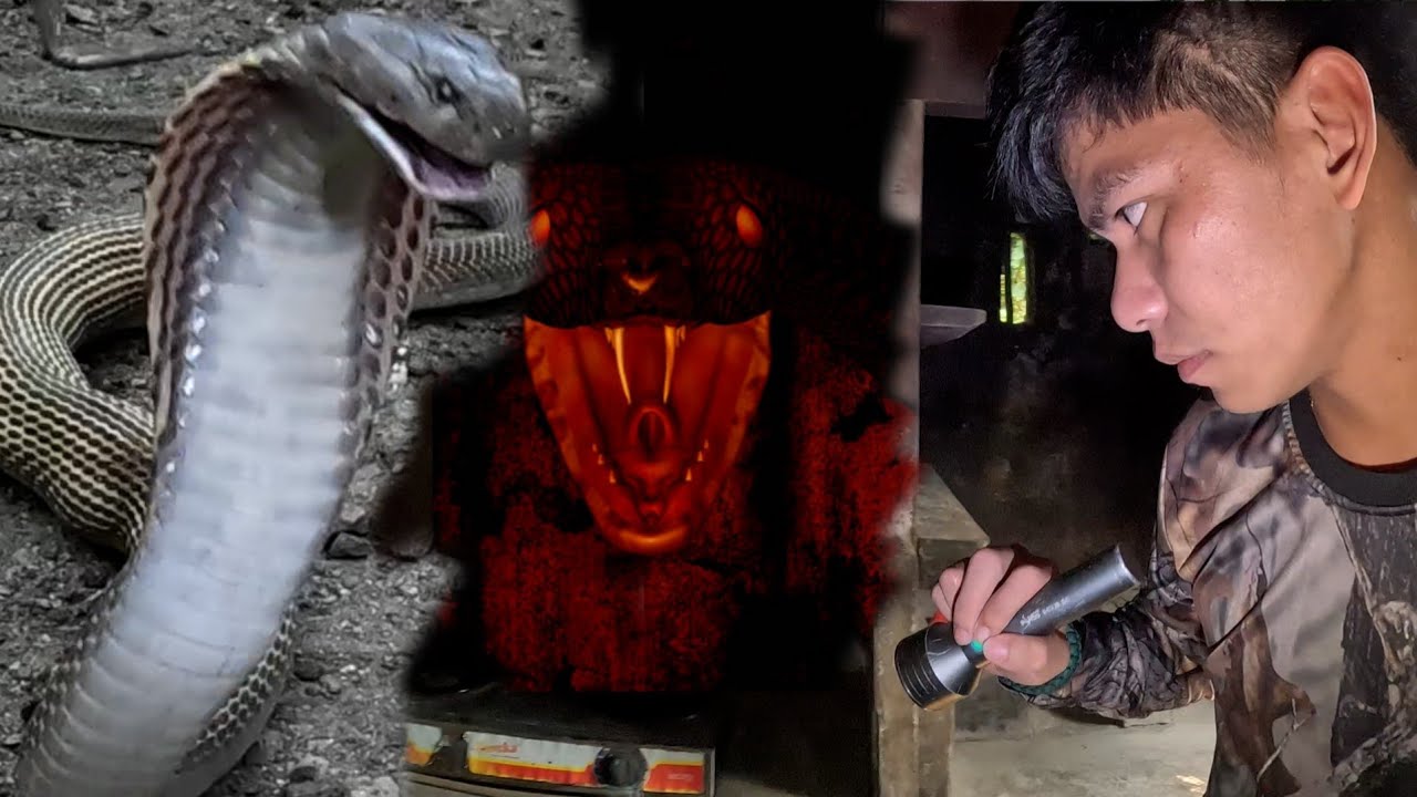 PINASOK NI COBRA PRINCE ANG MGA KILABOT NA COBRA SA LOOB NG BAHAY