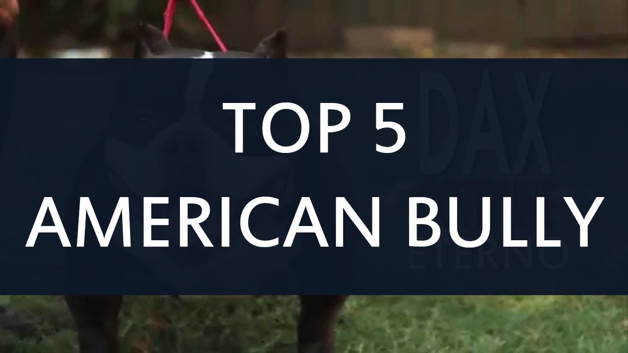 TOP 5 AMERICAN BULLY ! Opinião Sítio Batalha