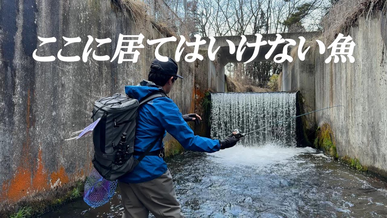 田んぼ脇で本来ここに居てはいけないバケモノが釣れた‼️