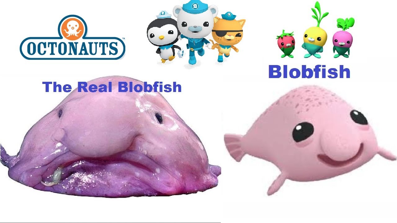 🐠 OCTONAUTS Creatures In Real Life CREATURE REPORTS 🐳🐬🐟🐠🐡🦈