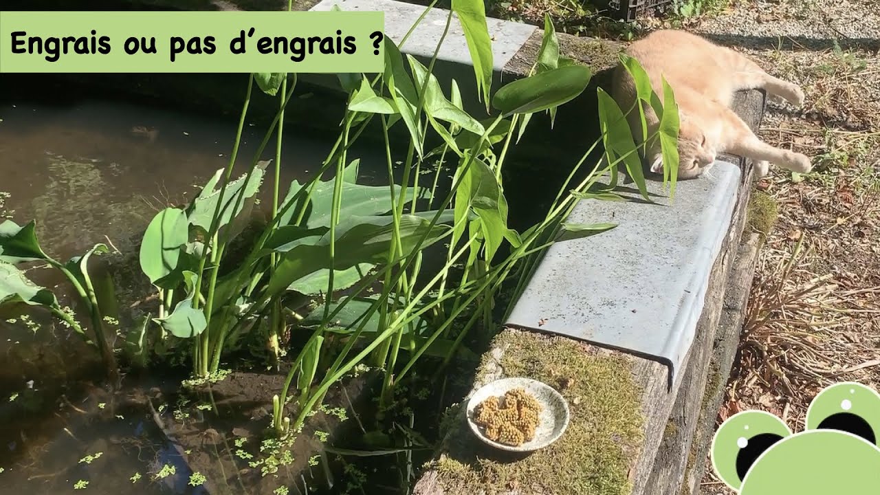 Engrais ou pas d'engrais dans le bassin ?
