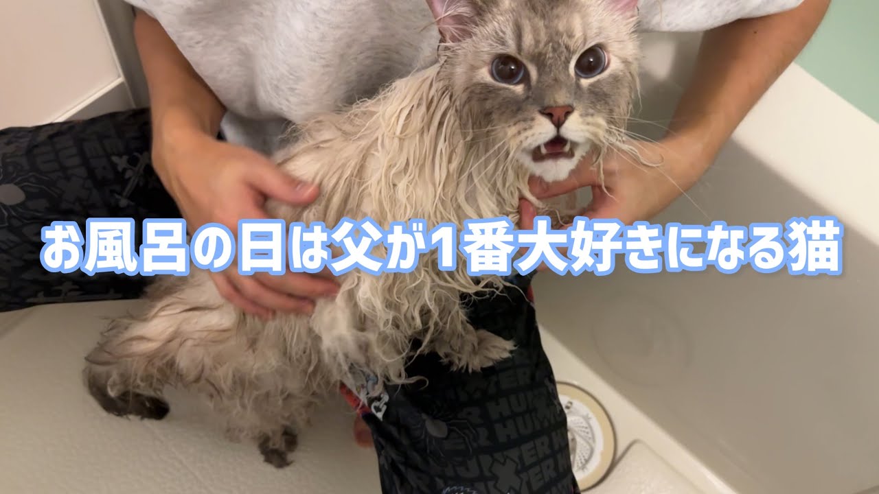 【お風呂の日だけお父さん子になるいれぶん】