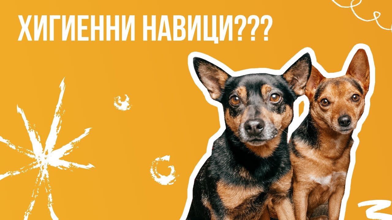 Как научих Петър и Арчи на хигиенни навици? | Животът с куче