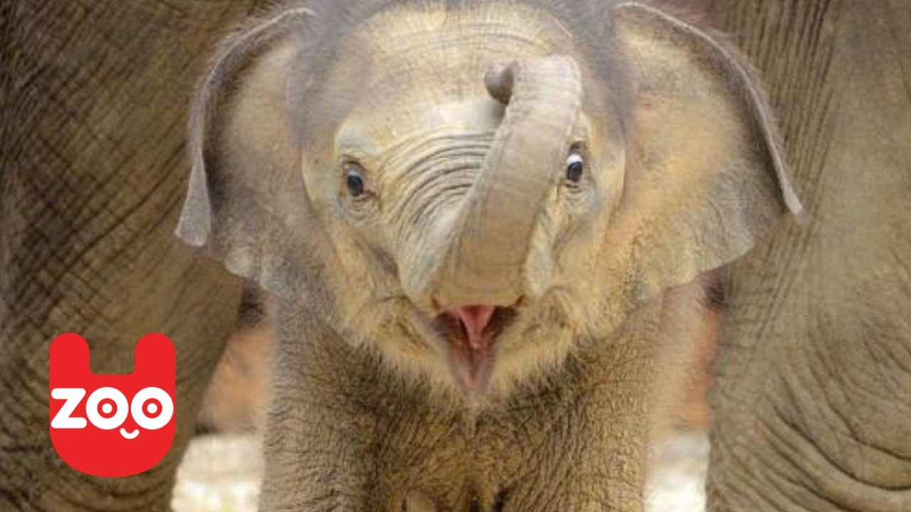Newborn Asian Elephant in Madrid