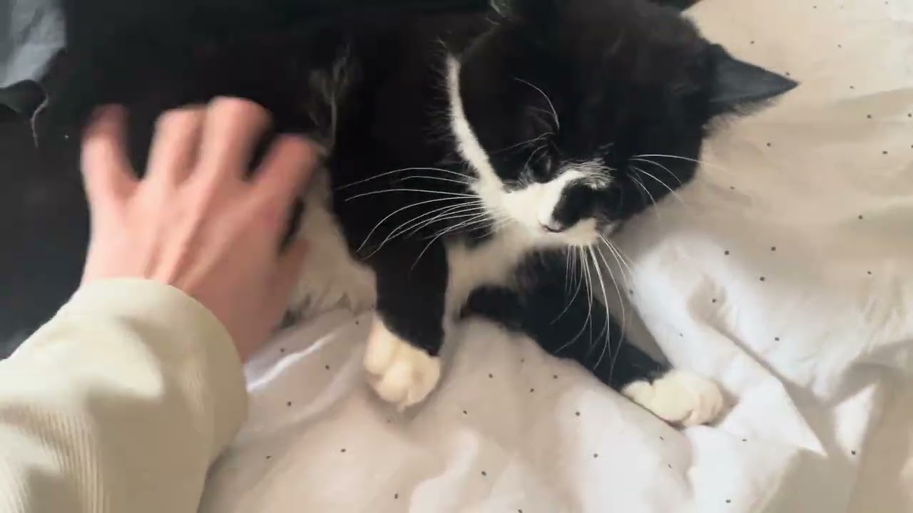 Annoying my CAT until she ATTACKS