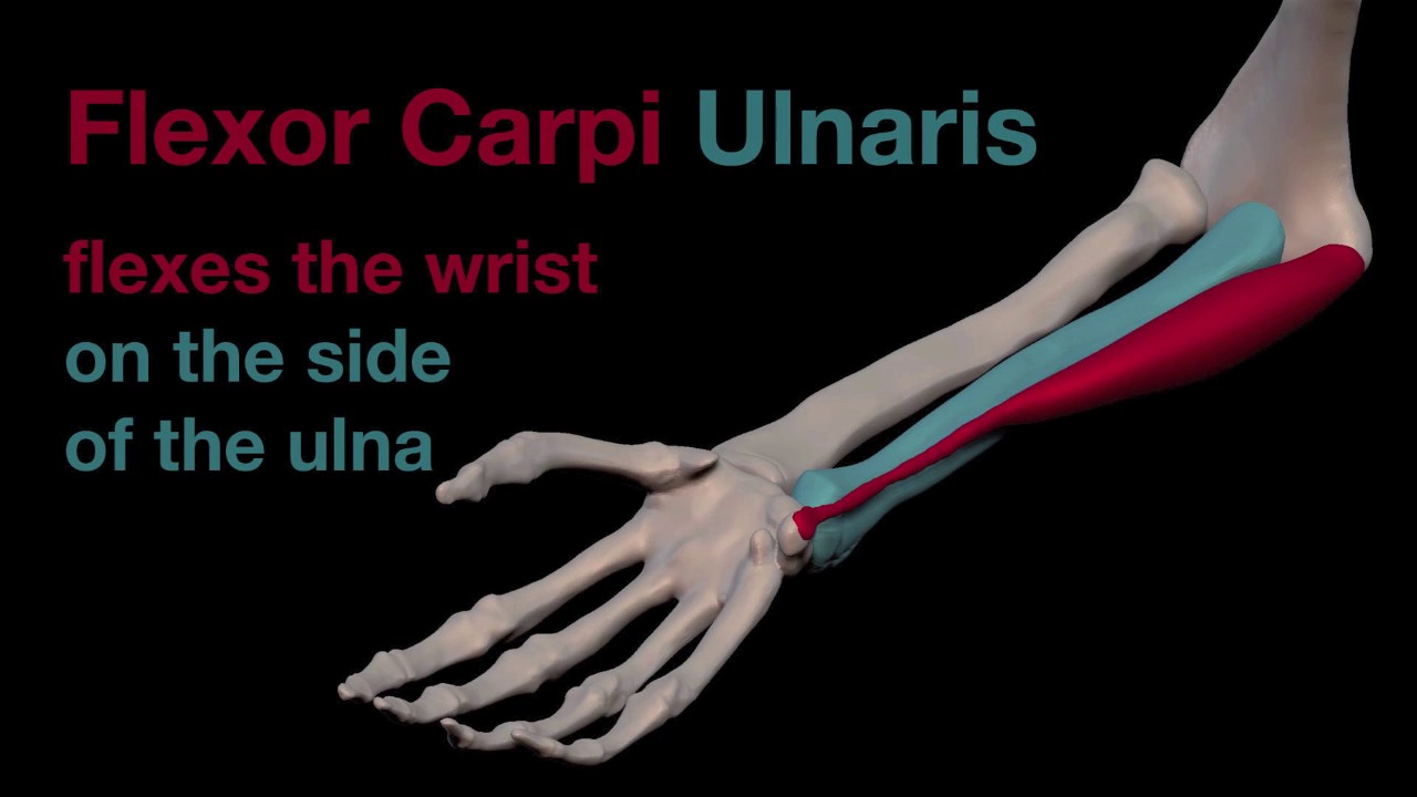 Arm Muscles: 29 Flexor Carpi Ulnaris
