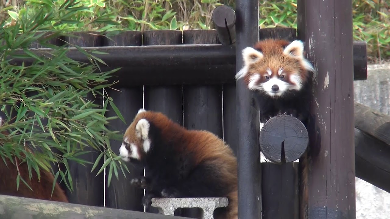 18.10 大森山動物園 レッサーパンダ ゆり と かんた と ひなた