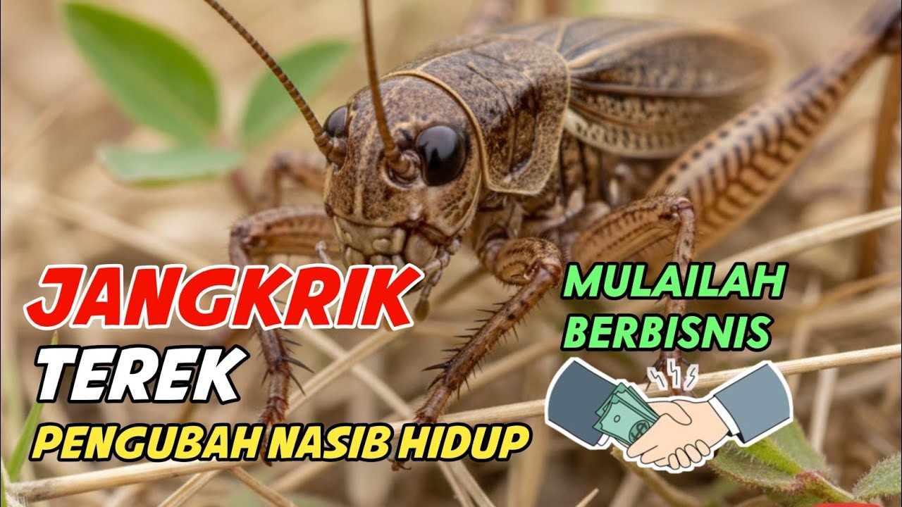 RAUP UNTUNG DARI JANGKRIK TEREK