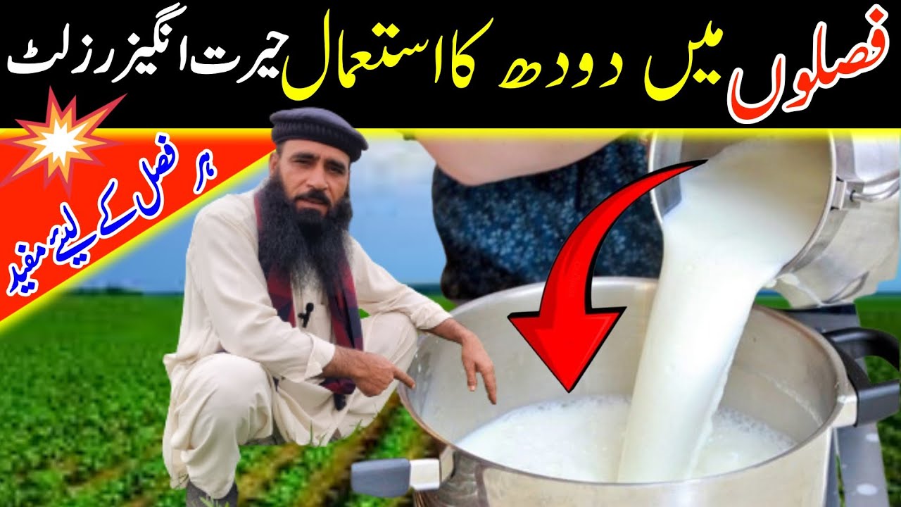 Milk In Gardening | Organic Spray | Organic Farming |@ATC Organic