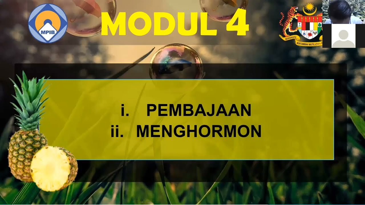 Tanaman Nanas Modul 4 : Pembajaan dan Menghormon