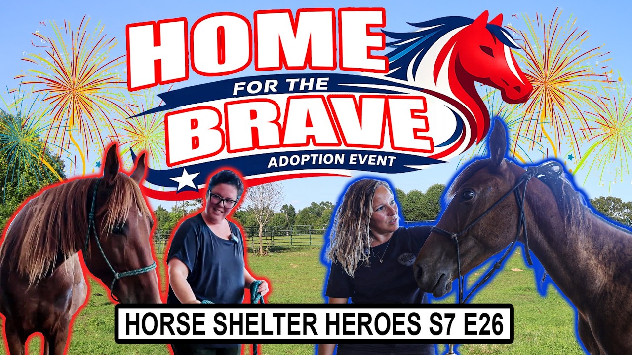 These Brave Horses Are Ready for Their Forever Homes! | Horse Shelter Heroes - S7E26