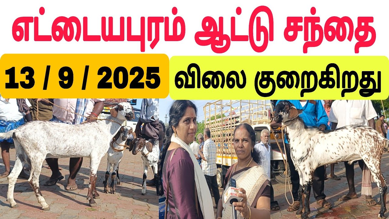 13 / 9 / 2025 / எட்டையாபுரம் ஆட்டு சந்தை / விலை குறைவு #ஆடு #ஆட்டுச்சந்தை #goat #goatmarket #கொடிஆடு