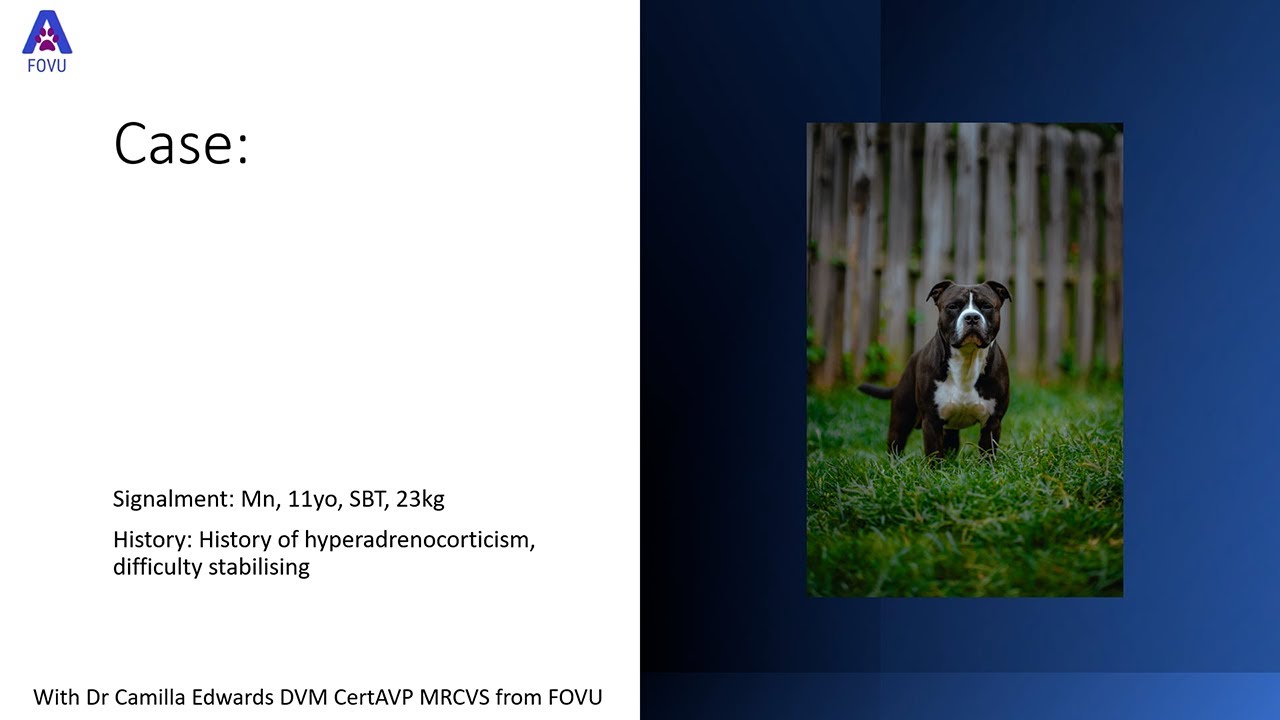 Veterinary POCUS Adrenal Mass
