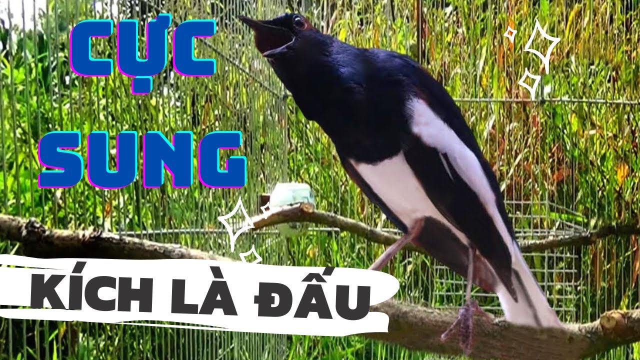 Choè than hót đấu giọng rừng CỰC SUNG Chòe Than Hót Giọng Rừng Kích Trống Căng Lửa hót | choe than