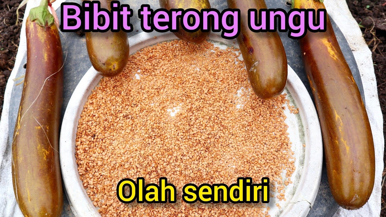 Cara mengolah atau membuat bibit terong ungu olah sendiri dari buah terong yg sudah tua