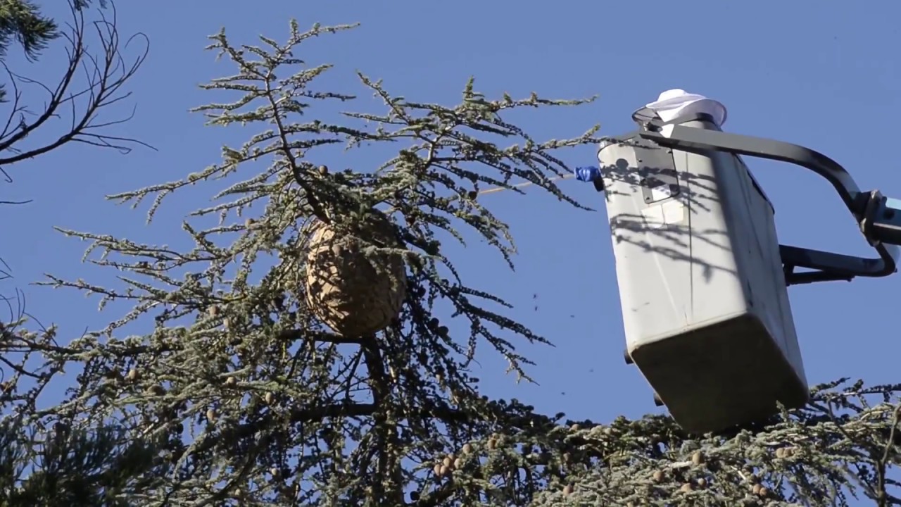 Despenjant un niu de vespes asiàtiques a Sant Julià de Vilatorta
