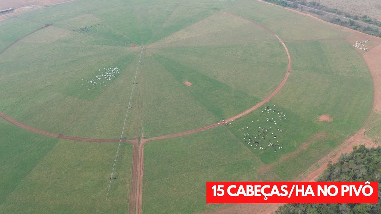 530 CABEÇAS EM 35HA DE PIVÔ