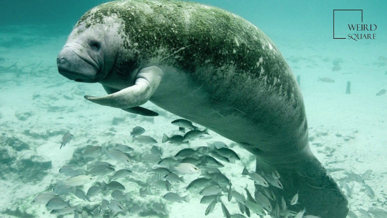 Interesting facts about manatee by weird square