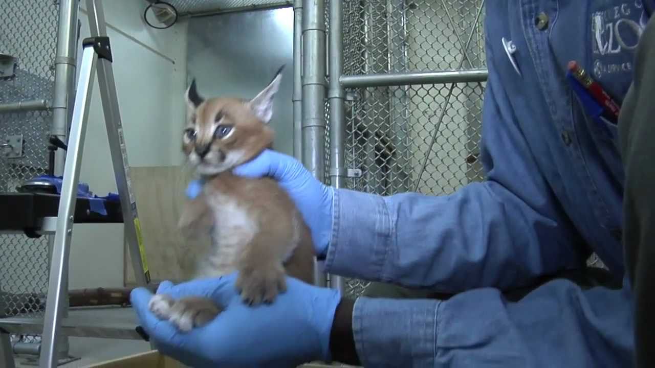 Caracal kittens at five weeks: Growing fast