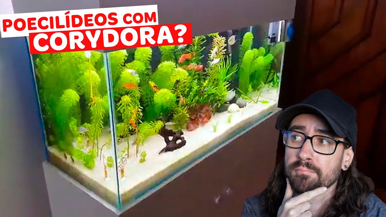 Reagimos ao AQUÁRIO DE 200 LITROS COM POECILÍDEOS, CORYDORA, TRICOGASTER E BARBO do Bruno
