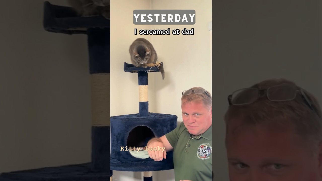 Cat apologize to me? (Ep.2)  #shorts #funny #cute #cats #pets #funnyshorts #funnyvideo
