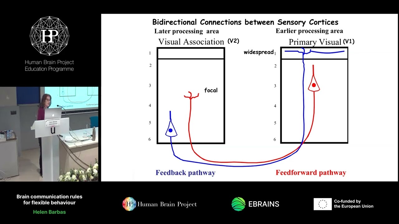 Helen Barbas - Brain communication rules for flexible behaviour