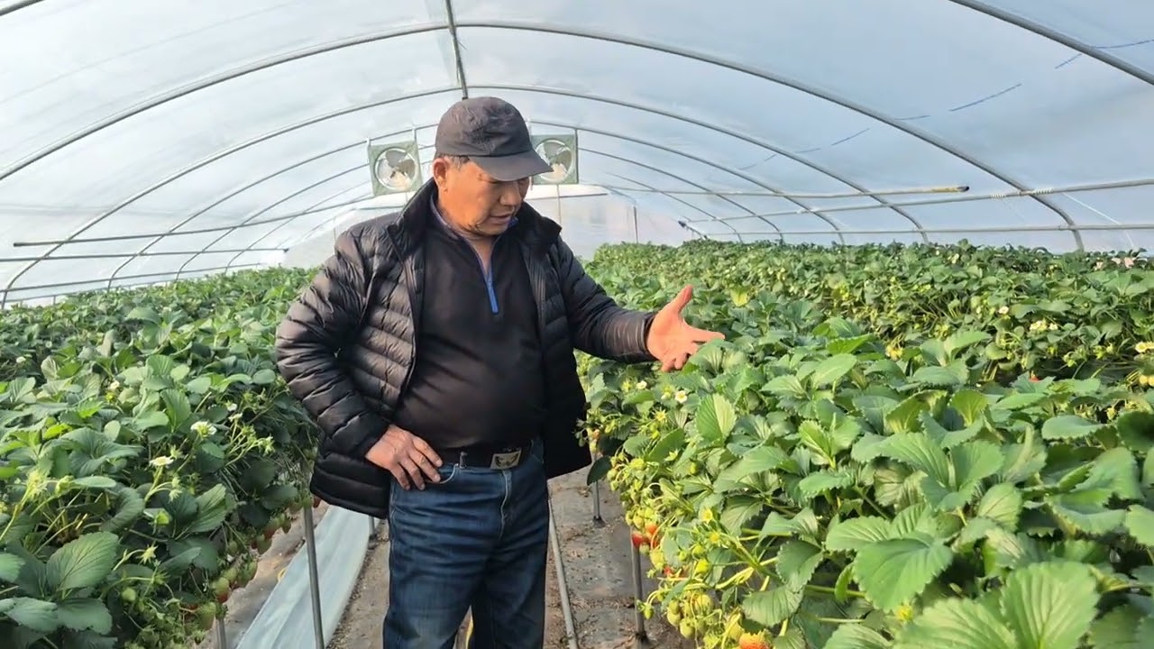[효소농법/공주 화마루 2/12] 저도 깜짝 놀랐습니다. 어르신이 이제사 효소의 느낌을 알겠다 하십니다. (문의. 010-3050-0335)