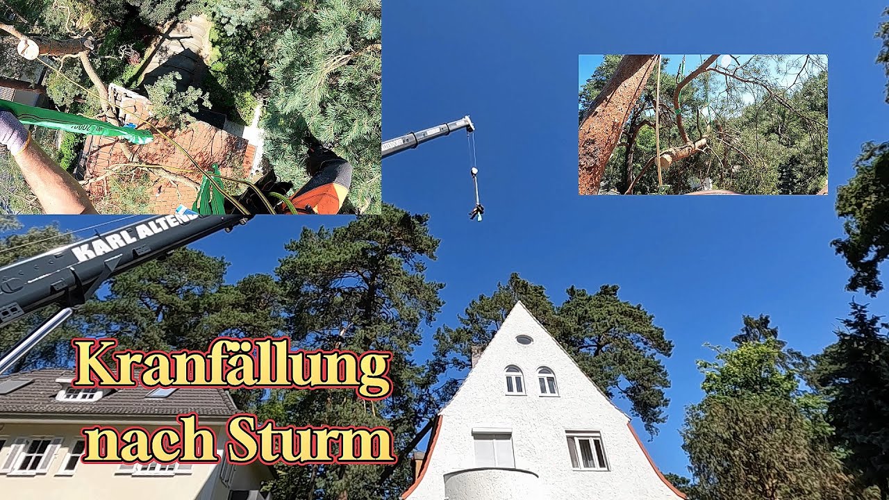 Kranf&auml;llung 🏗️ die Kiefer hatte einschlagenden Erfolg 🔨 Bades Baumdienst 🌳