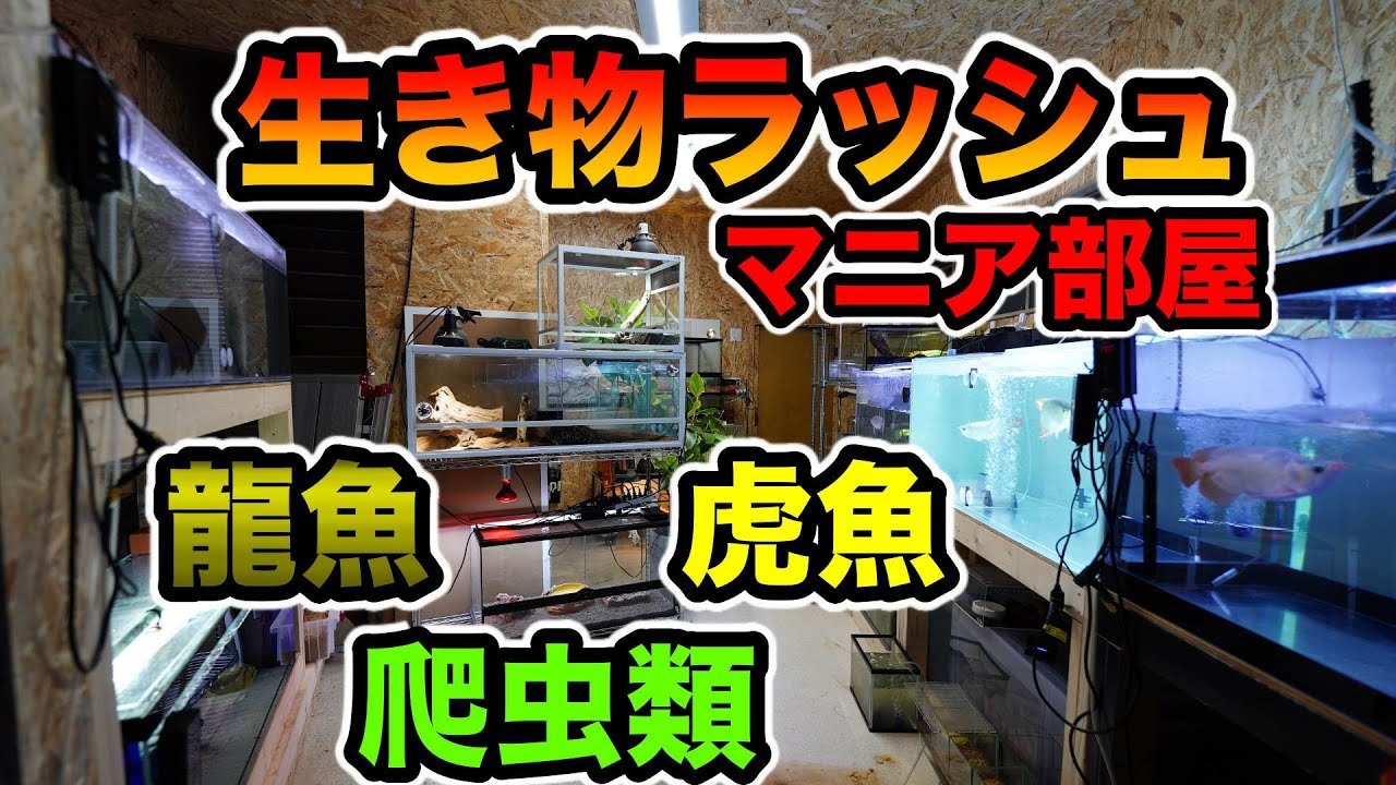 とんでもないオーナー‼️生き物パラダイス　マニア飼育部屋が凄すぎた！アロワナ　極上藍底過背金龍　特殊ダトニオ　爬虫類　など