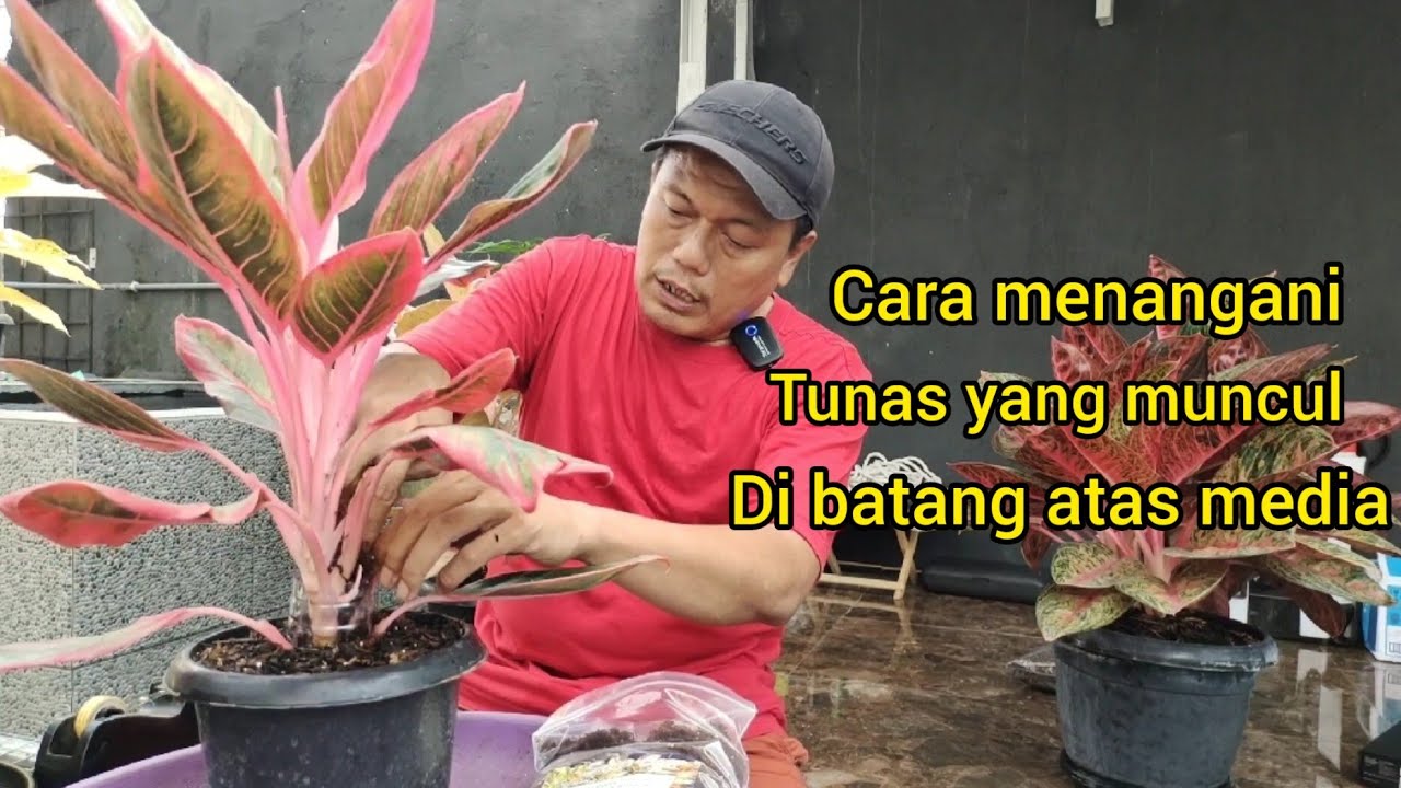 cara menangani tunas yang muncul di batang atas#aglaonema #semiaglao