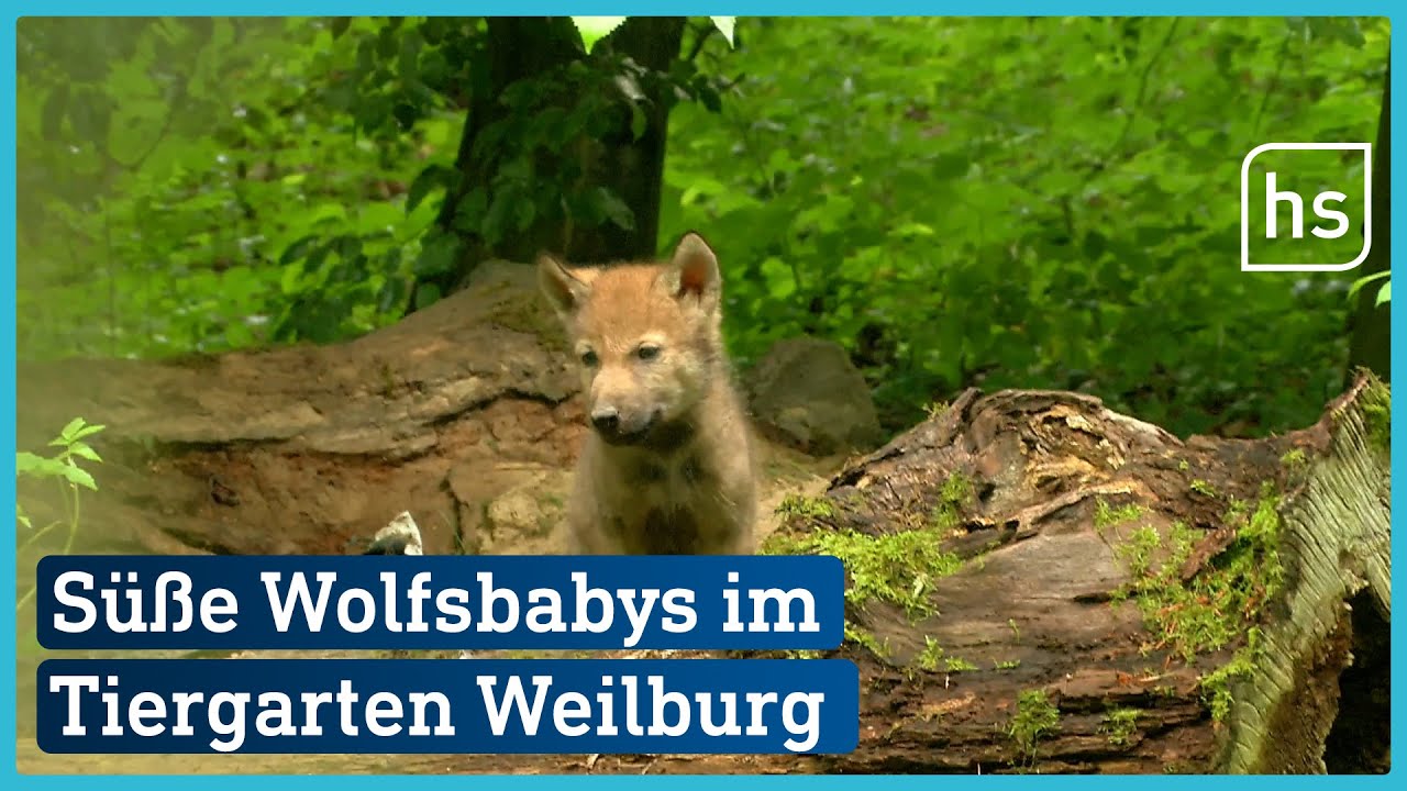 Neue Wölfe in Weilburg: Sechs Wolfsbabys ziehen in den Tiergarten ein | hessenschau