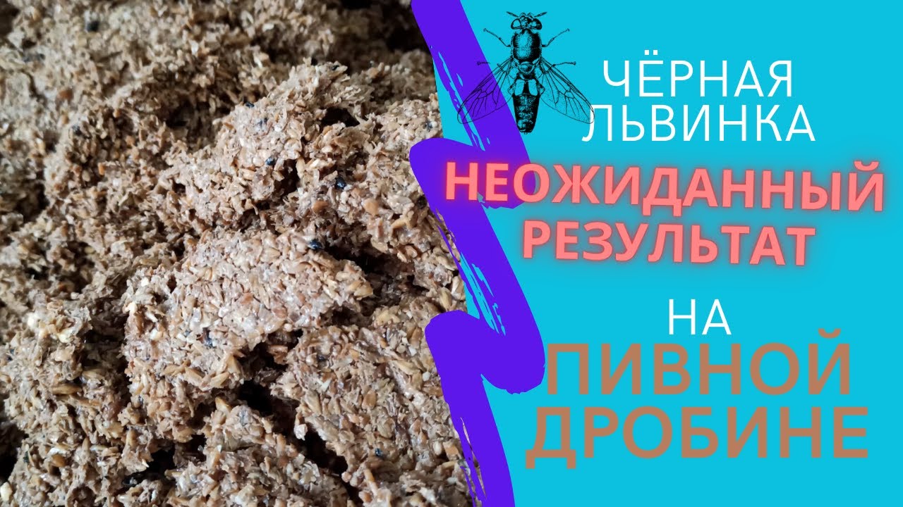 Выращивание чёрной львинки на пивной дробине