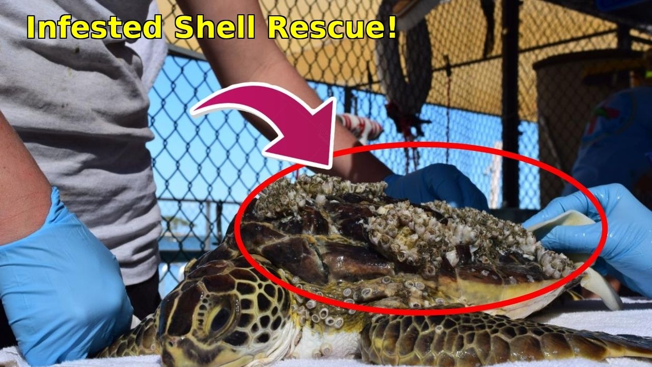 УЖАСАЮЩЕЕ НАСЕЛЕНИЕ! Спасаем морскую черепаху от кошмара наяву #удалениеракушек